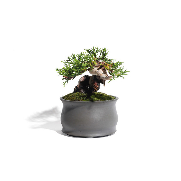 真柏 -Japanese Juniper- (推定樹齢20年)-M0016- 詳細画像